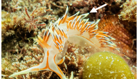 Sea slugs may help reduce jellyfish swarms along Israel’s coast