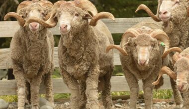 Headbutting rams key to research