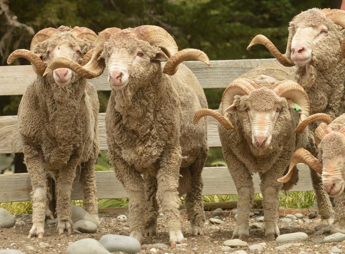 Headbutting rams key to research