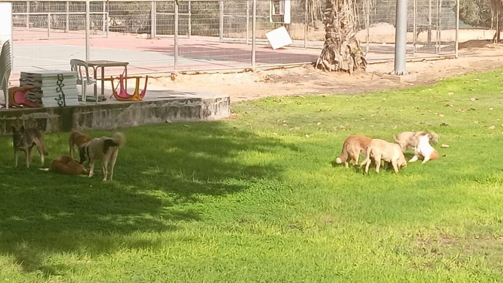 כלבים משוטטים בנתיב העשרה