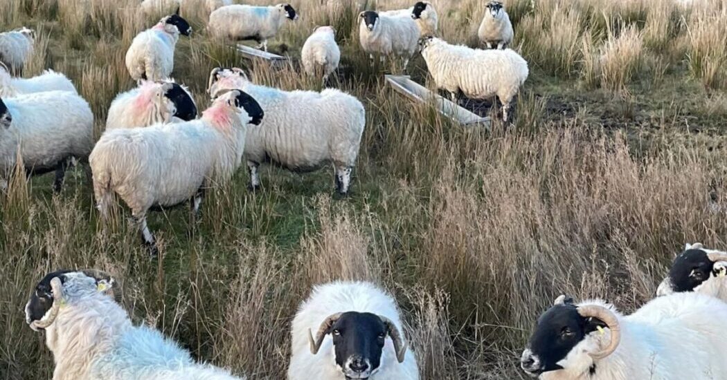 Donegal sheep farmers to share €2.7 million from welfare scheme