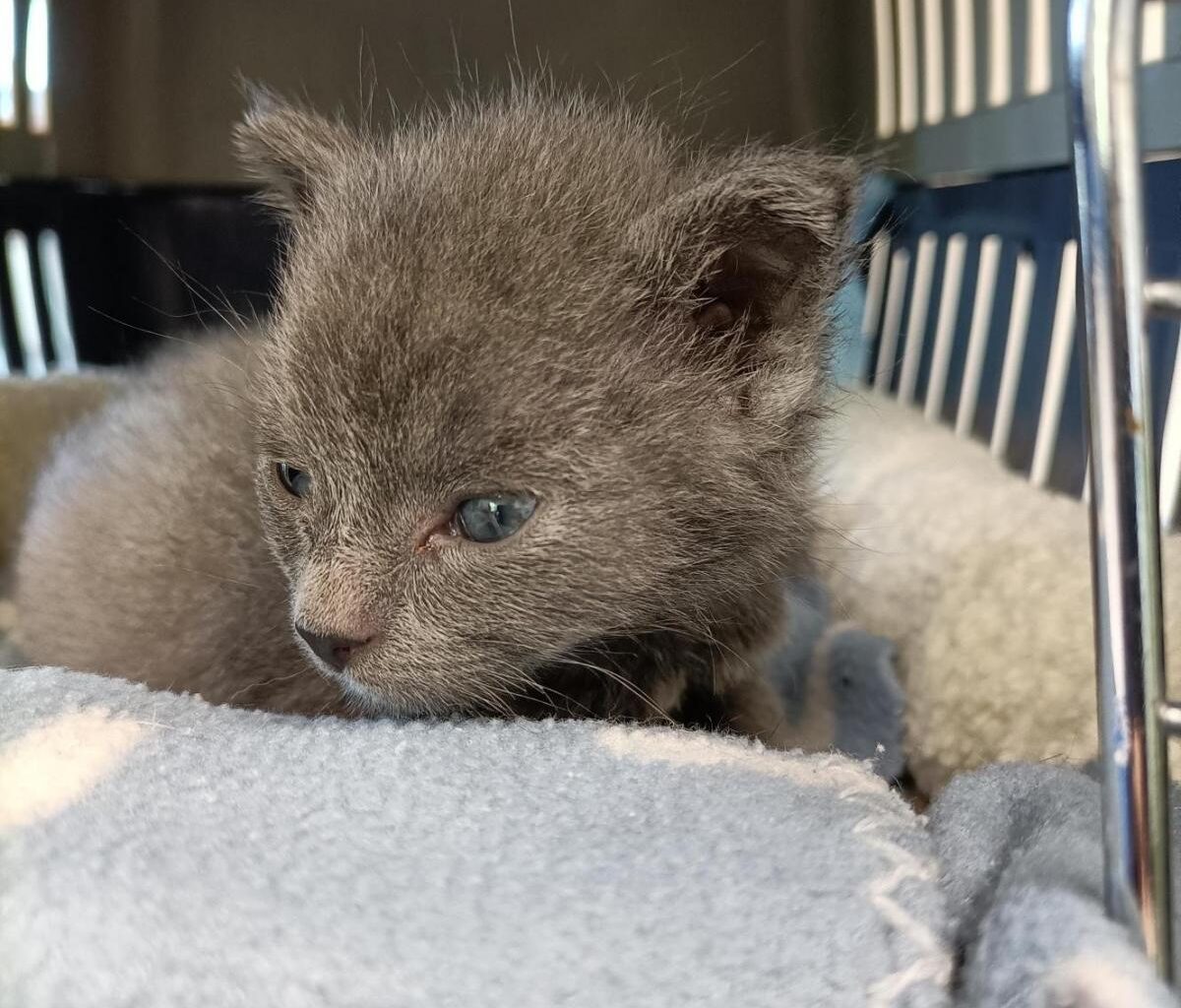 Foster carers sought for summer period