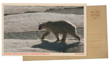 Polar bear on ice in Arctic Circle : NPR