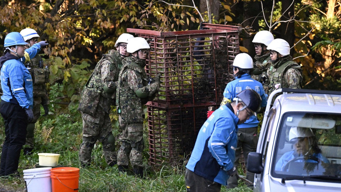 Japan deploys the military to counter a surge in bear attacks : NPR