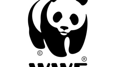 Small wins leave gaps at COP30; core climate goals stay out of reach