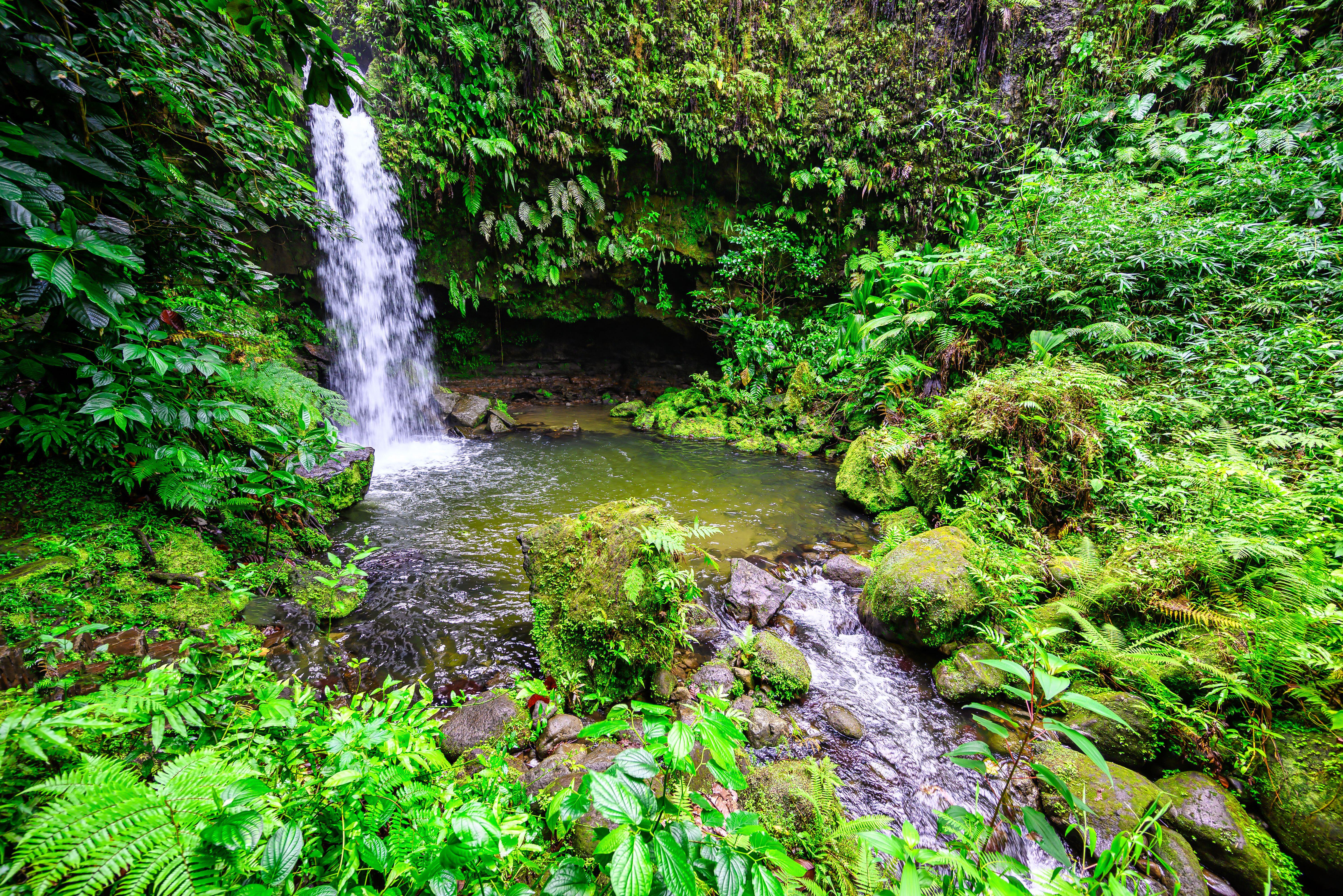Waterfall flowing into the Emerald Pool in Dominica.