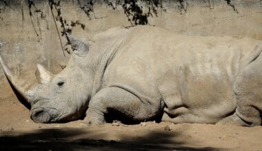 Suspected rhino horns seized in Co Limerick town
