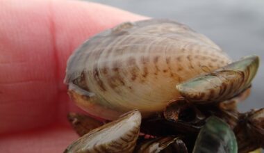 Vigilance urged after invasive mussels found in Fermanagh