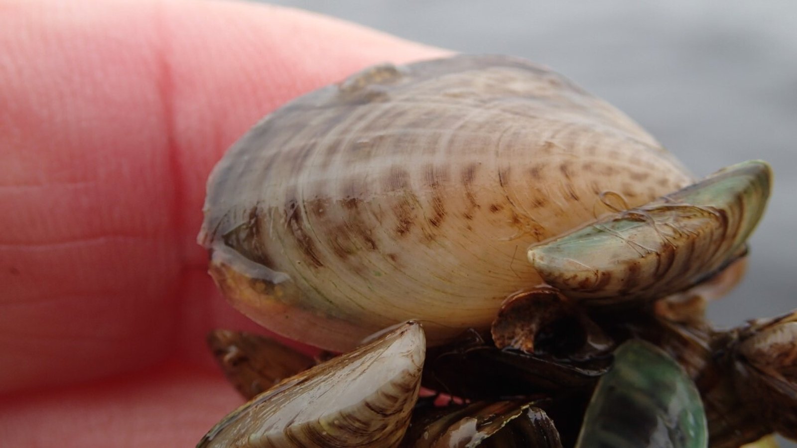 Vigilance urged after invasive mussels found in Fermanagh
