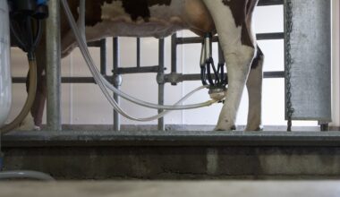 More work permits for meat processing and dairy sectors