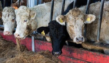 New suspected case of bluetongue at second Co Down farm