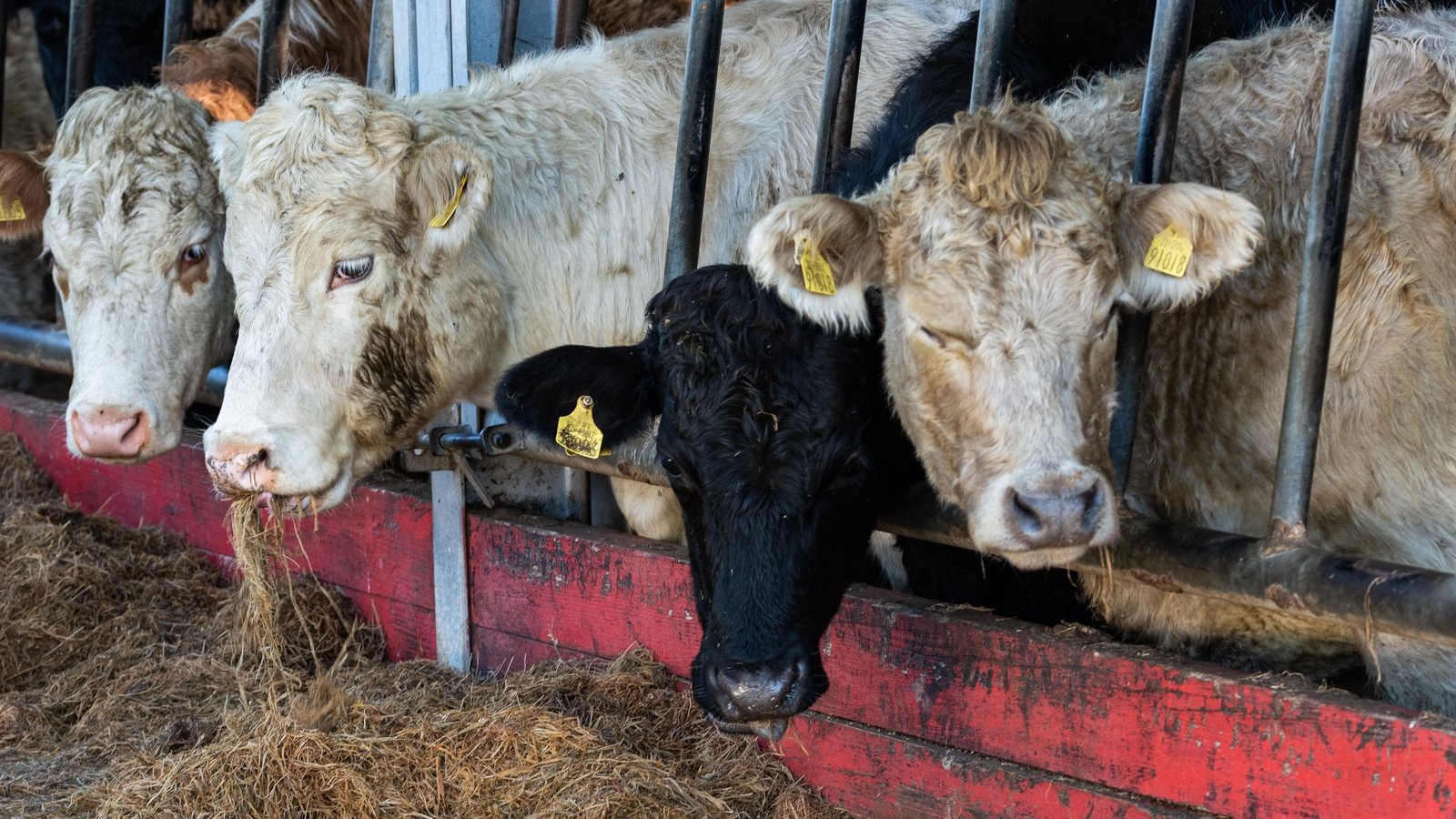 New suspected case of bluetongue at second Co Down farm