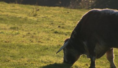 Further cases of suspected Bluetongue in Co Down