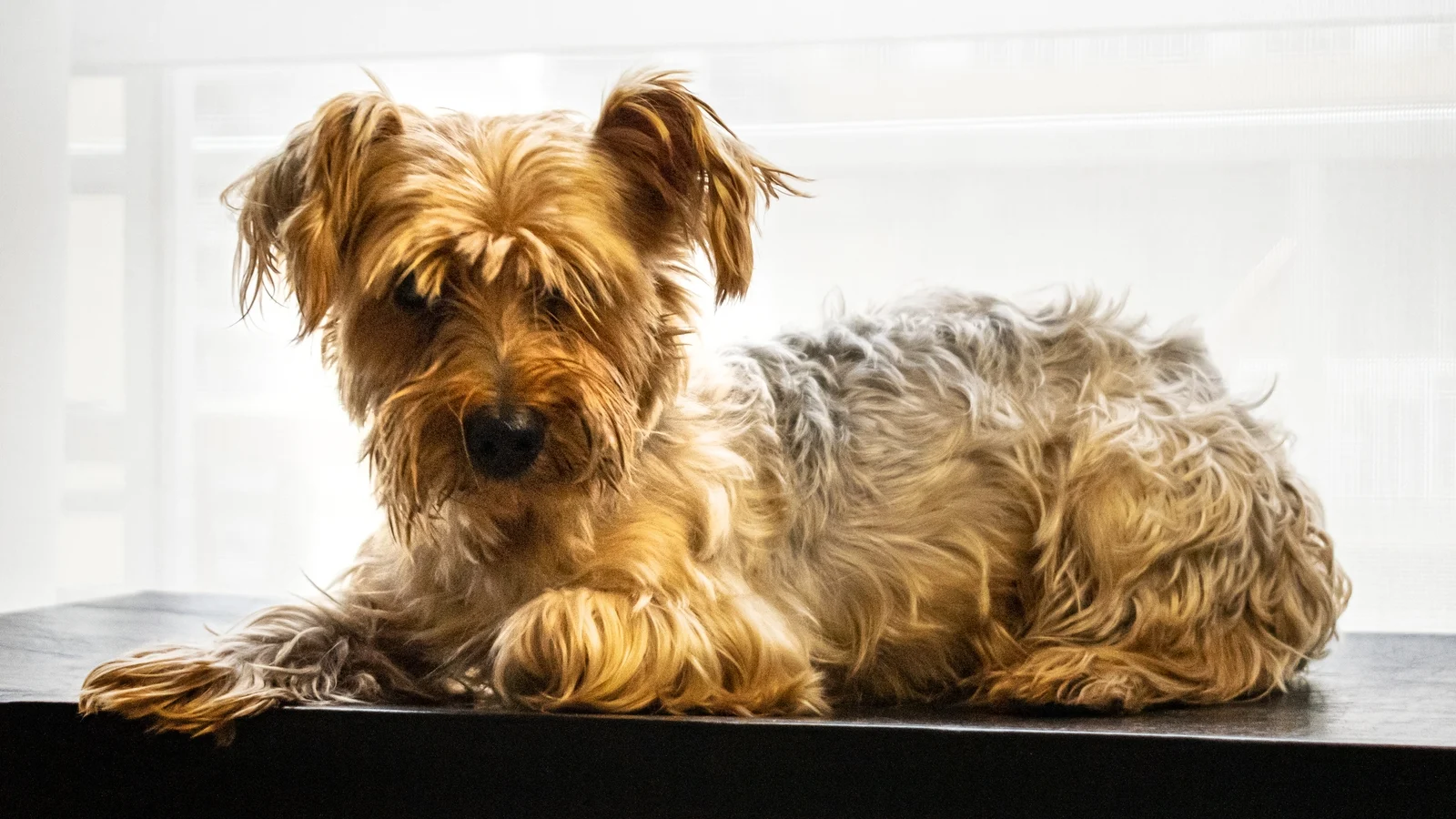 Suspended sentence for woman who mistreated up to 80 dogs