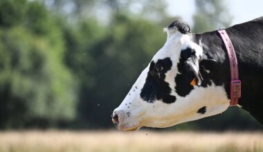 18 cattle stolen from farm in west Cork recovered