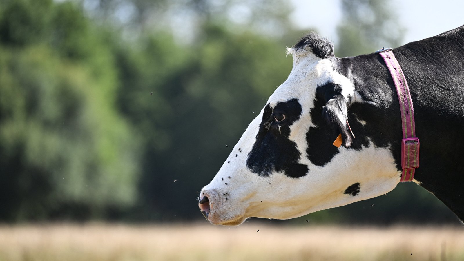 18 cattle stolen from farm in west Cork recovered