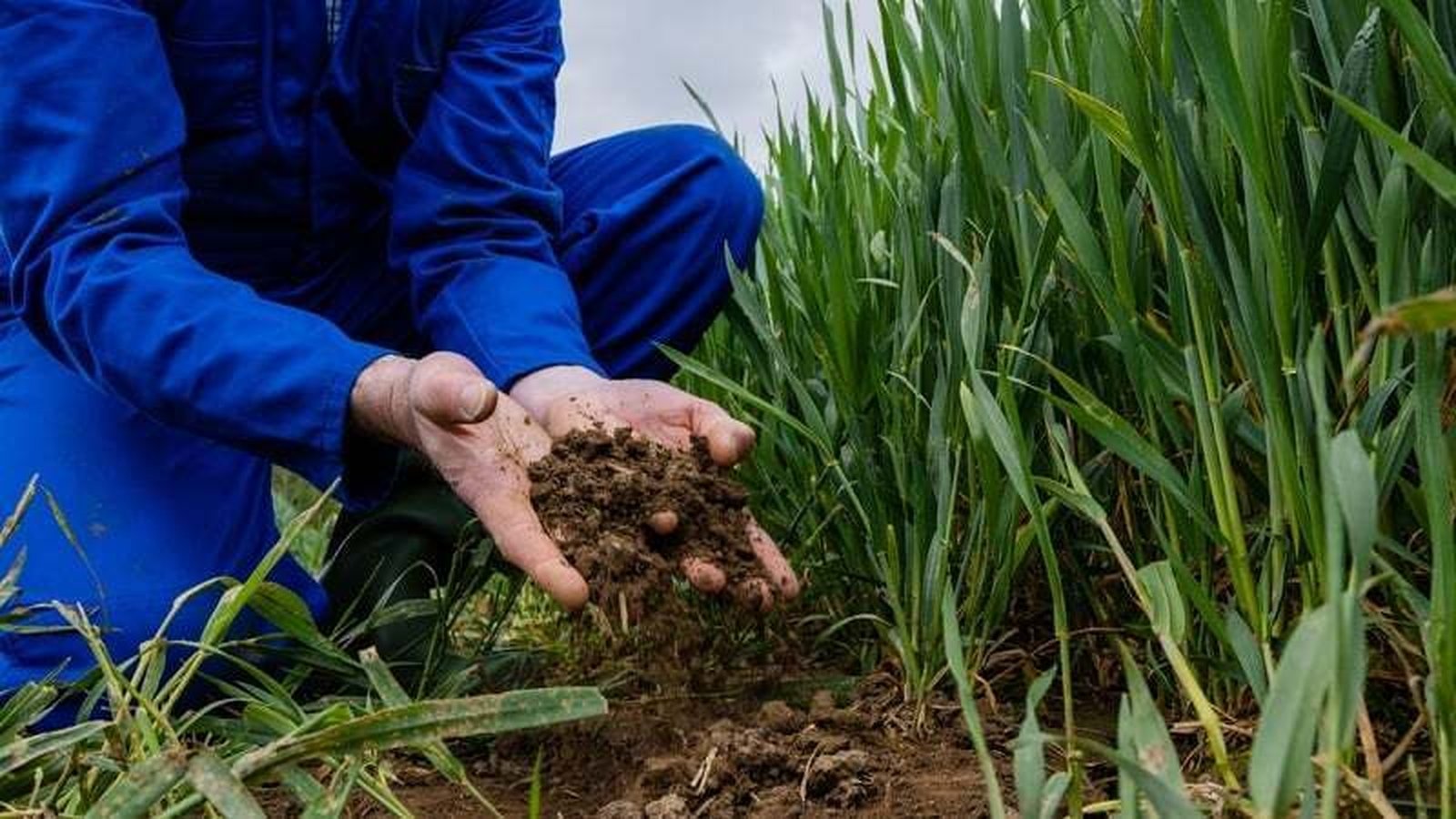 Three-year extension of nitrates derogation granted