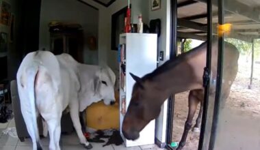 Moo dunnit? Dog lets bull, horse into Australian house