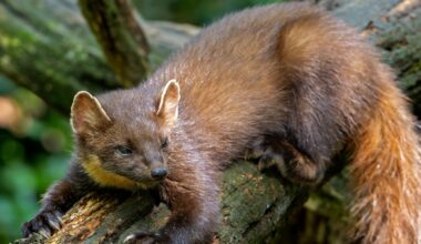 90% of Ireland's habitats deemed in poor condition