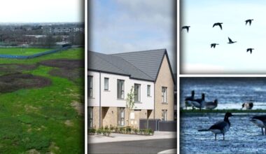 Geese vs people? Report maps feeding sites amid planning battles