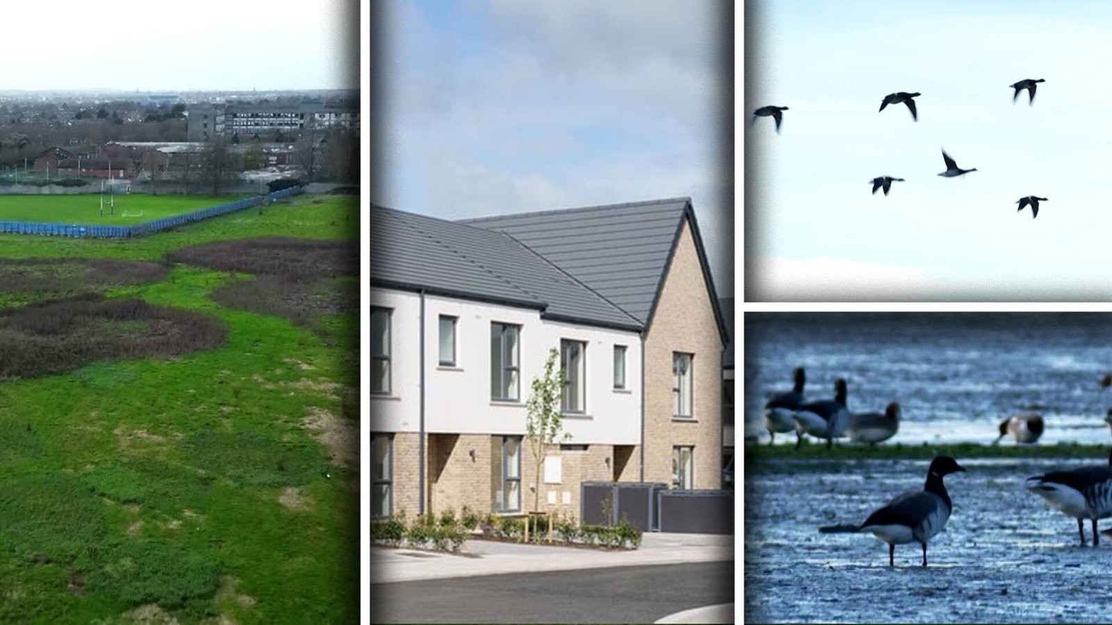 Geese vs people? Report maps feeding sites amid planning battles