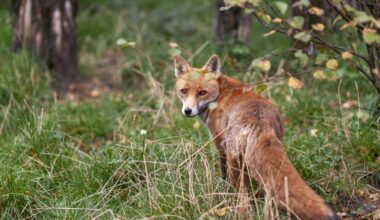 Bill to ban fox hunting defeated in Dáil