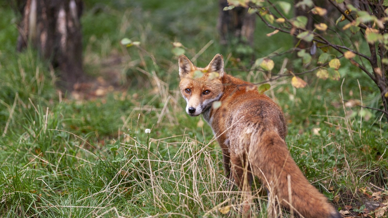 Bill to ban fox hunting defeated in Dáil