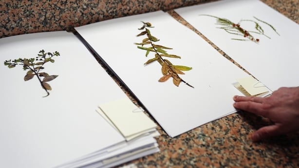 Conservation Botanist Dr Darren Reidy with samples of plants