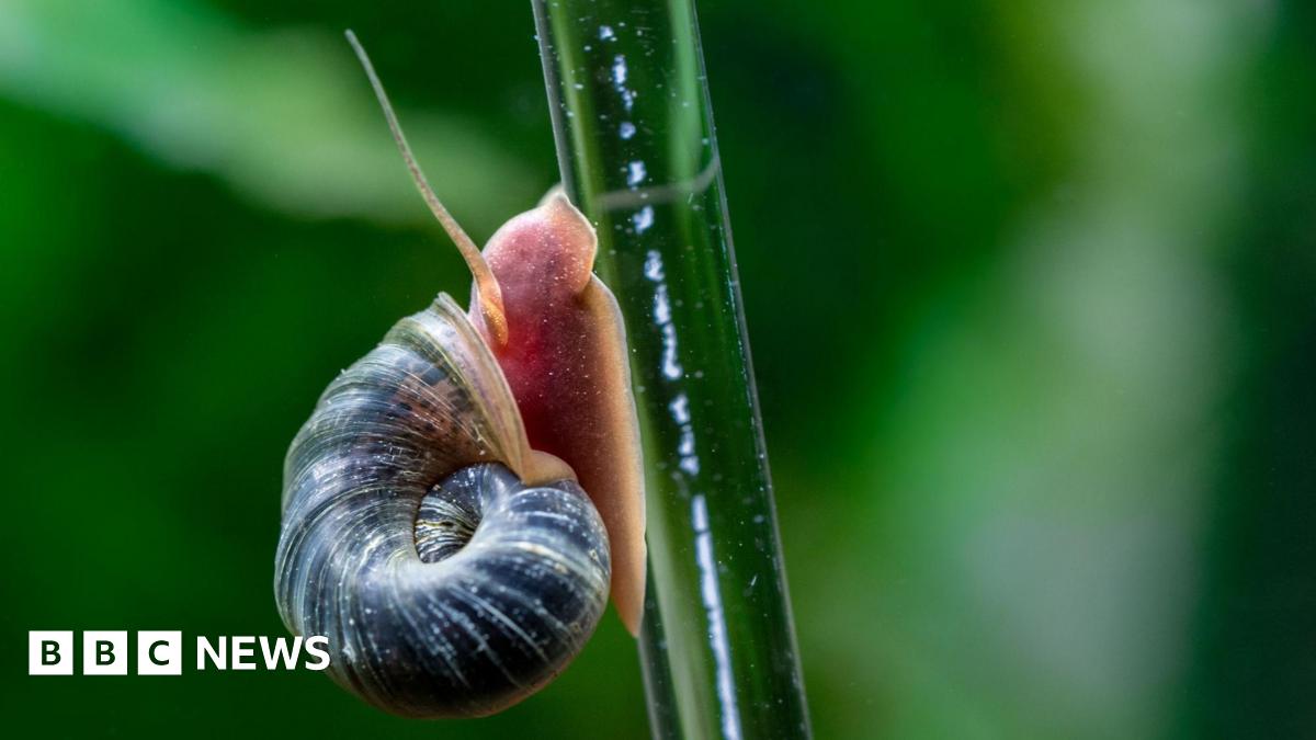 A ramshorn snail crawling up the side of a plant stem. The background is green and out of focus.