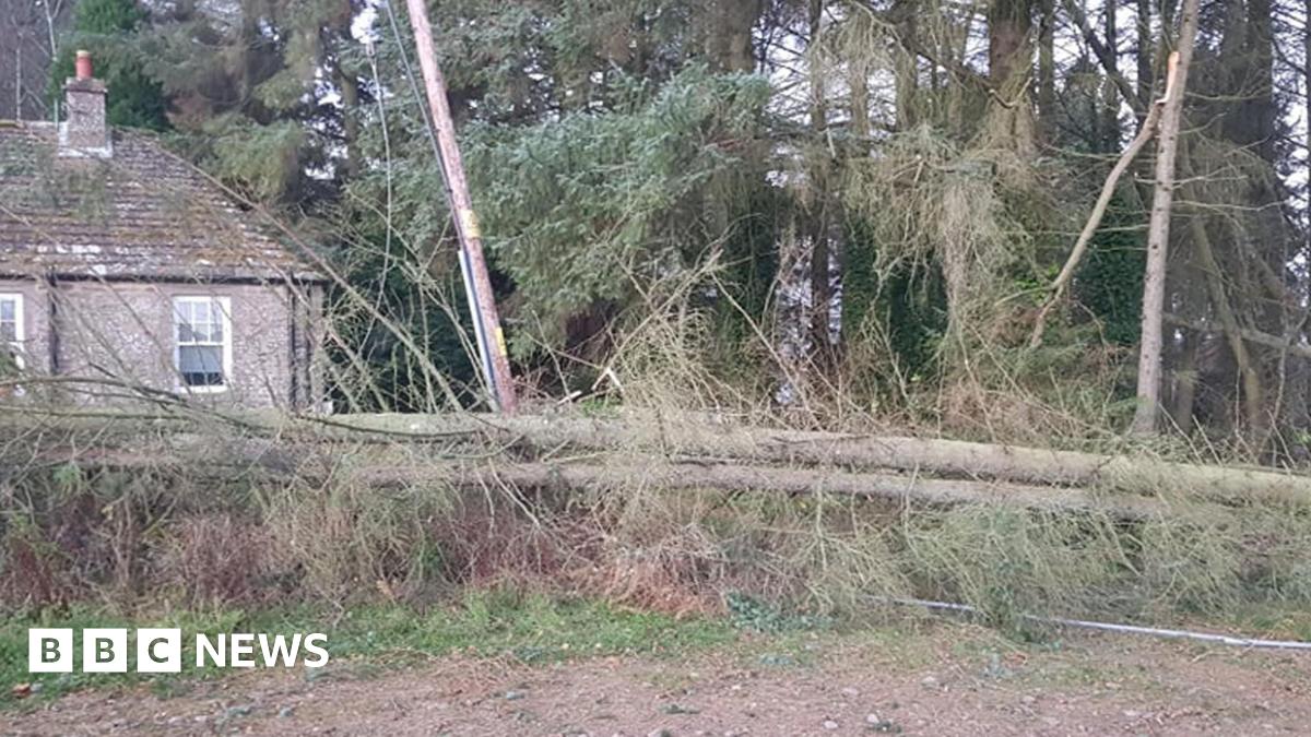 Aerial view of a forest with large patches of fallen trees and snow after storm damage