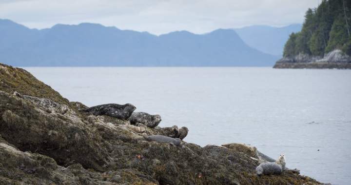 Heavy rainfall warning for B.C.’s north coast with up to 200 millimetres expected