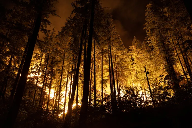 Fire burns through the forest above Stehekin on Tuesday. (Nick Wagner / The Seattle Times)