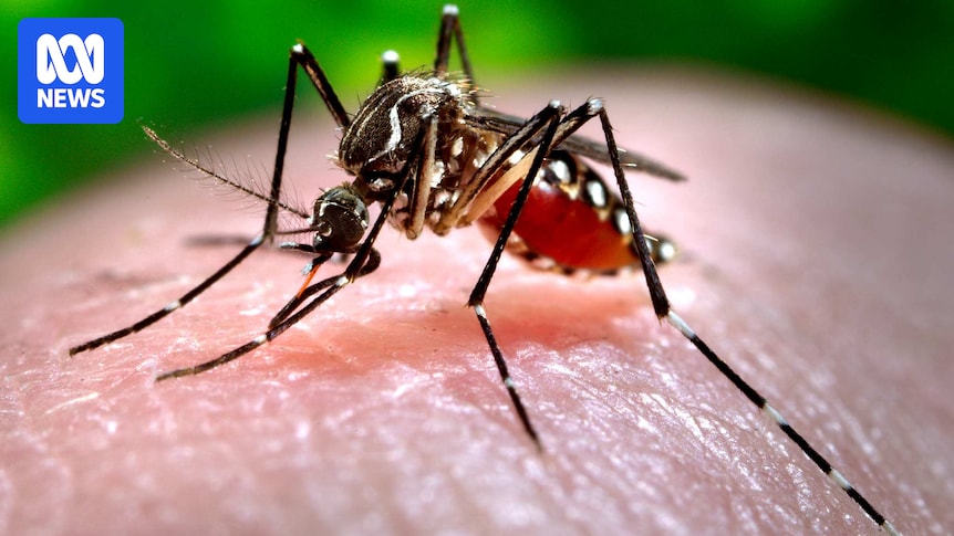 Controversial genetically modified mosquito release paused after backlash in Qld