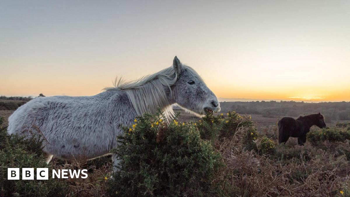 A grey and a brown pony are eating gorse plants with small yellow flowers as the sun rises over the horizon turning the sky yellow.