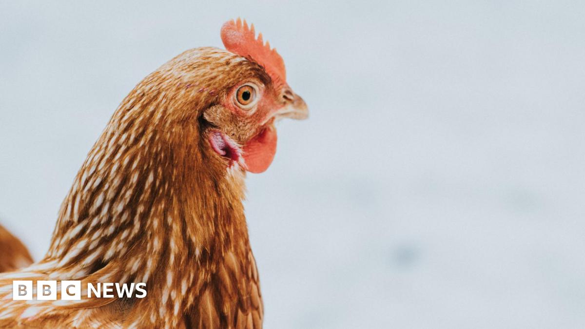 A close-up of a hen's head. The bird has a pink comb and wattle and orange feathers. It has been pictured against a neutral background.