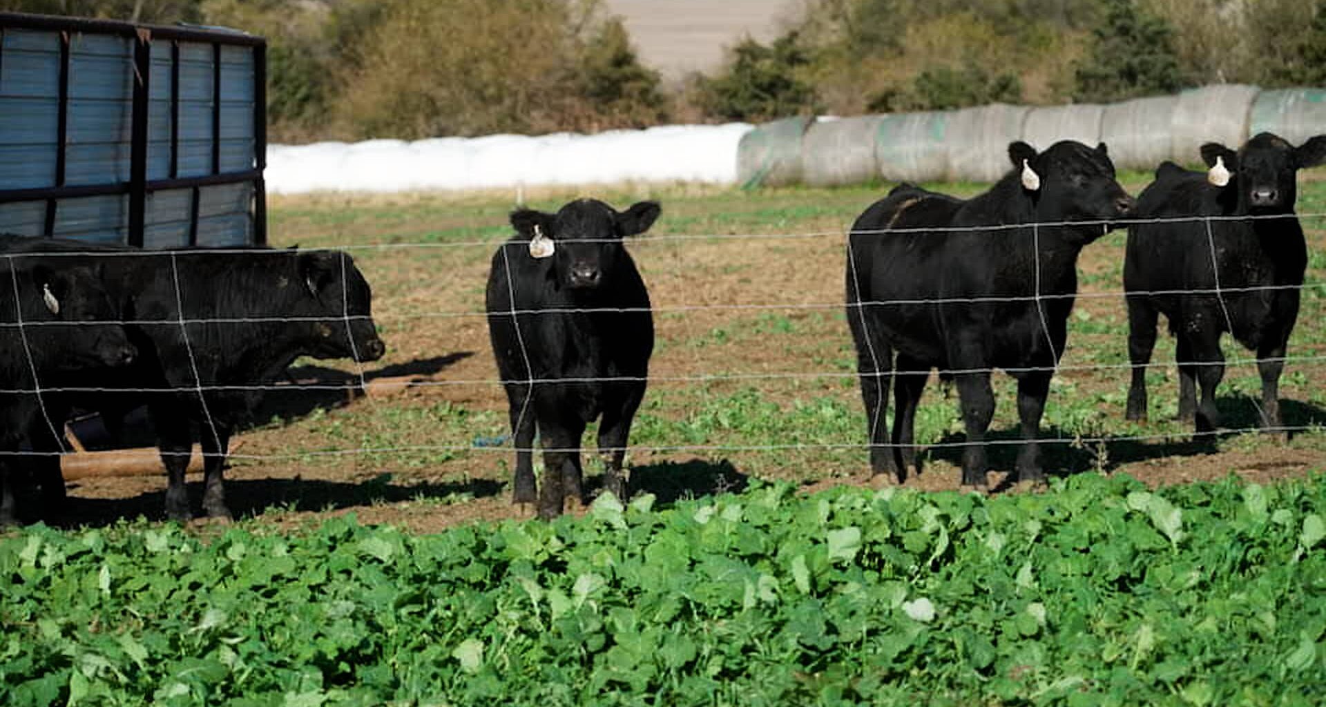 From farm to table, high beef prices squeeze margins. How our steakhouse stock is balancing costs