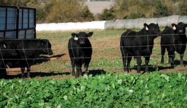 From farm to table, high beef prices squeeze margins. How our steakhouse stock is balancing costs