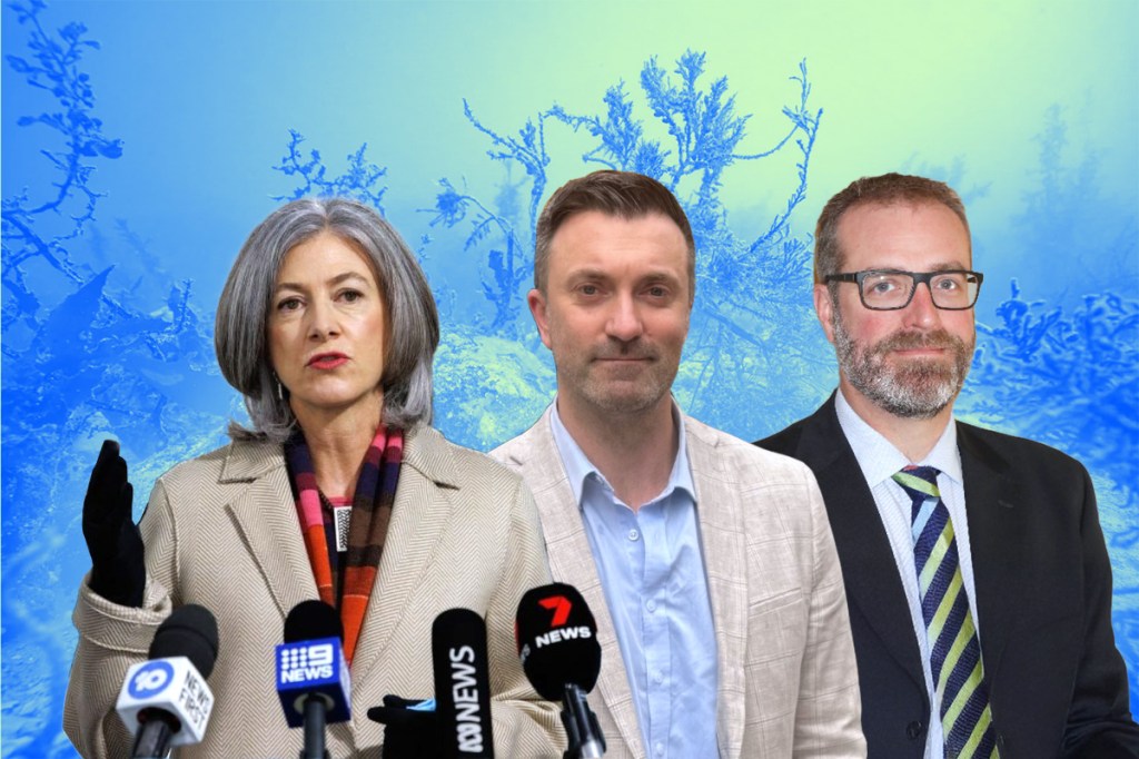 No beach closures as algal bloom clears up - News