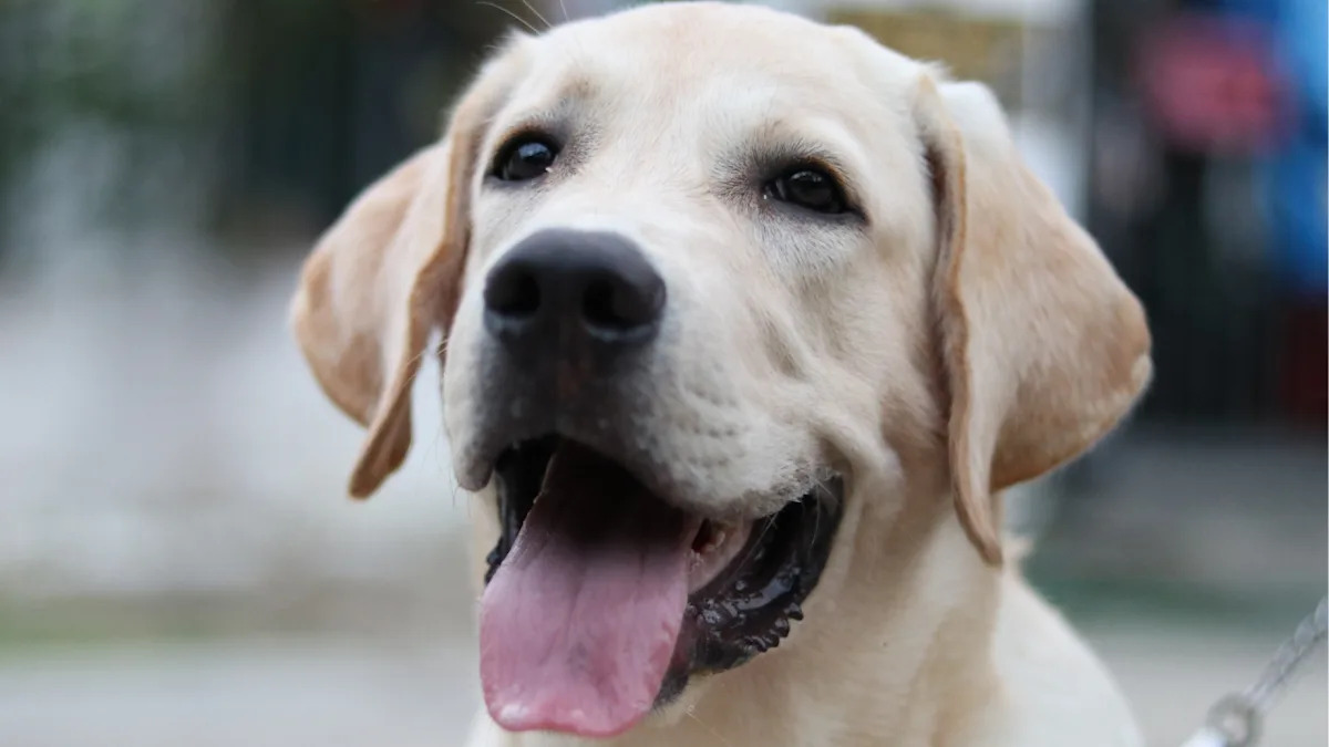 Yahoo lifestyle home