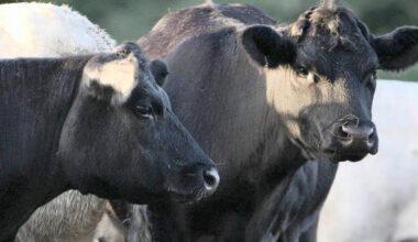 Suspected bluetongue case ‘could have serious consequences’ for agrifood sector