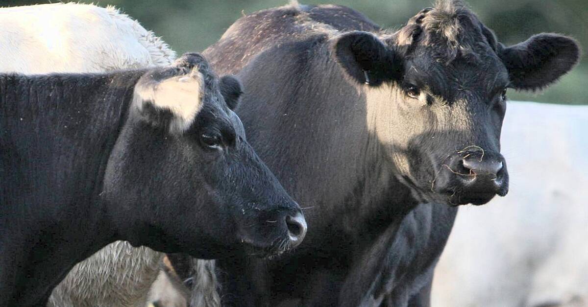 Suspected bluetongue case ‘could have serious consequences’ for agrifood sector