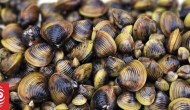 Gold clam invasion in NZ threatens drinking water for millions of people