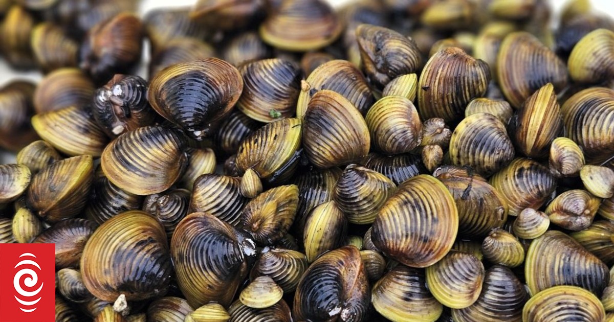 Gold clam invasion in NZ threatens drinking water for millions of people
