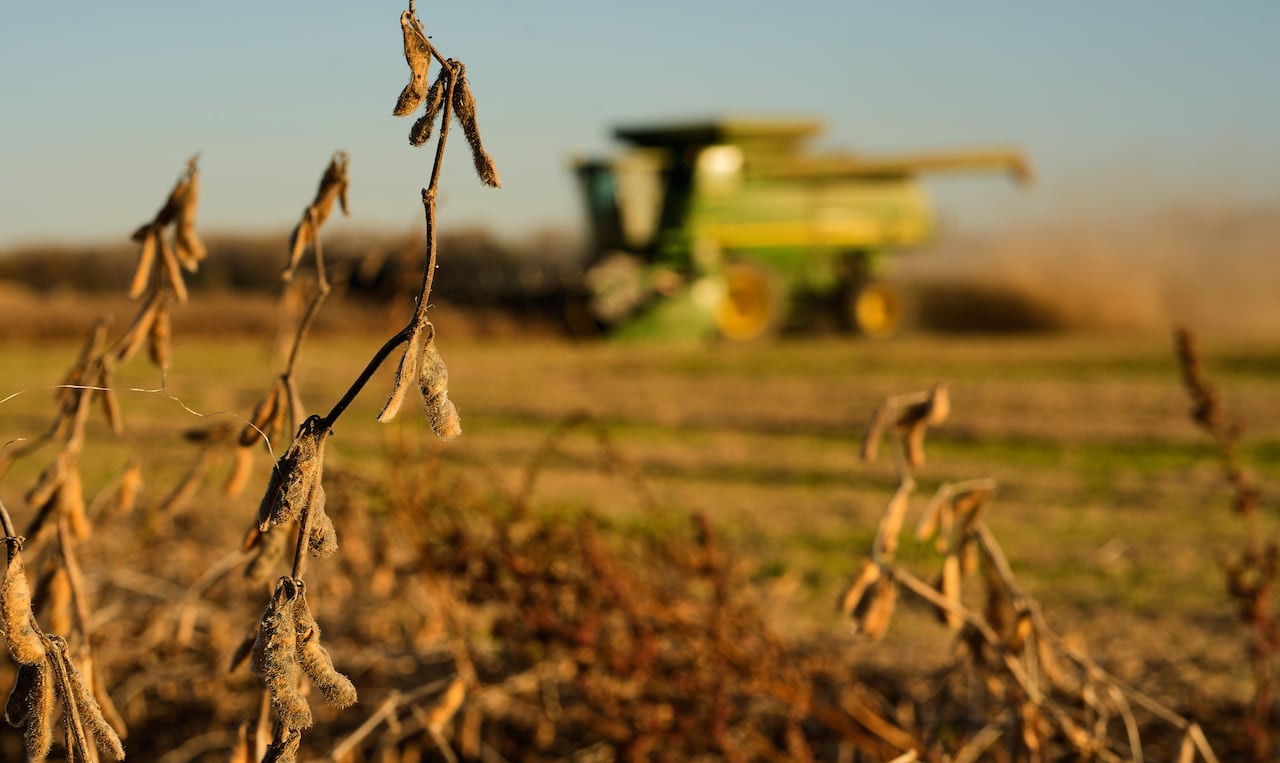 A harvesting machine is seen in a field, behind soybean plants. 