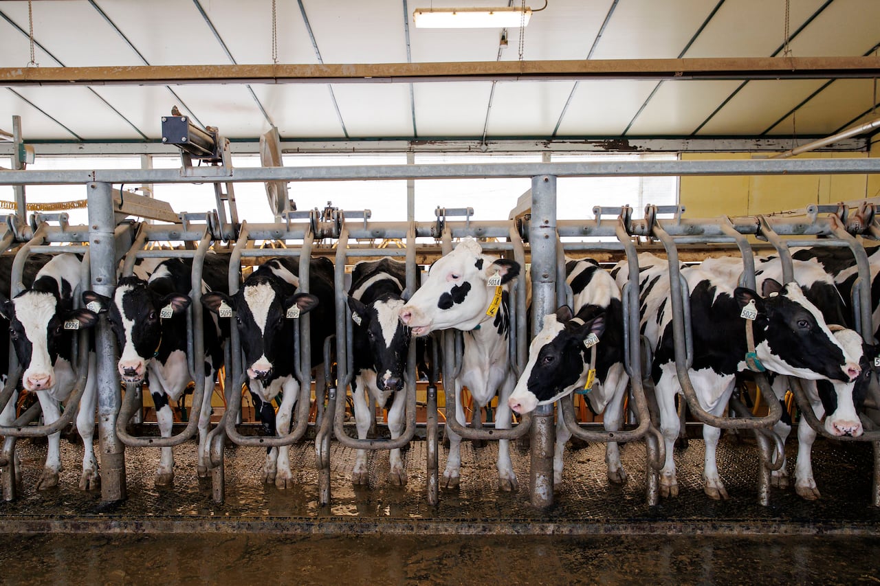 Cows are milked inside at a dairy farm