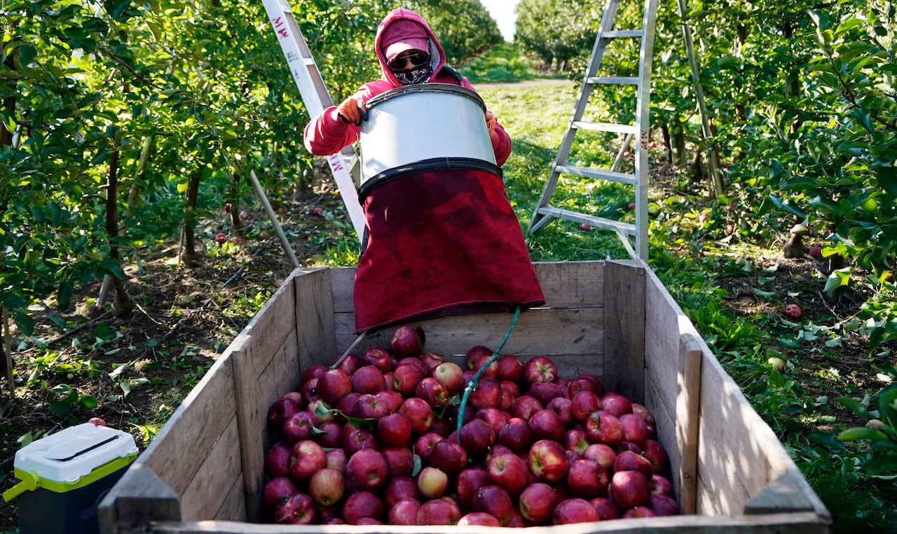 A farm worker unloads picked apples