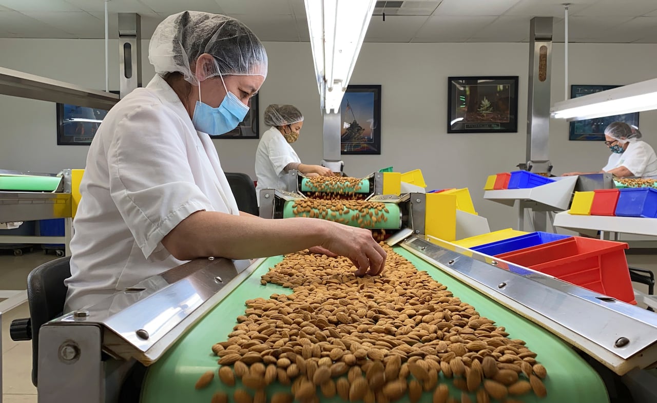 Employees inspect almonds on a conveyor belt. 