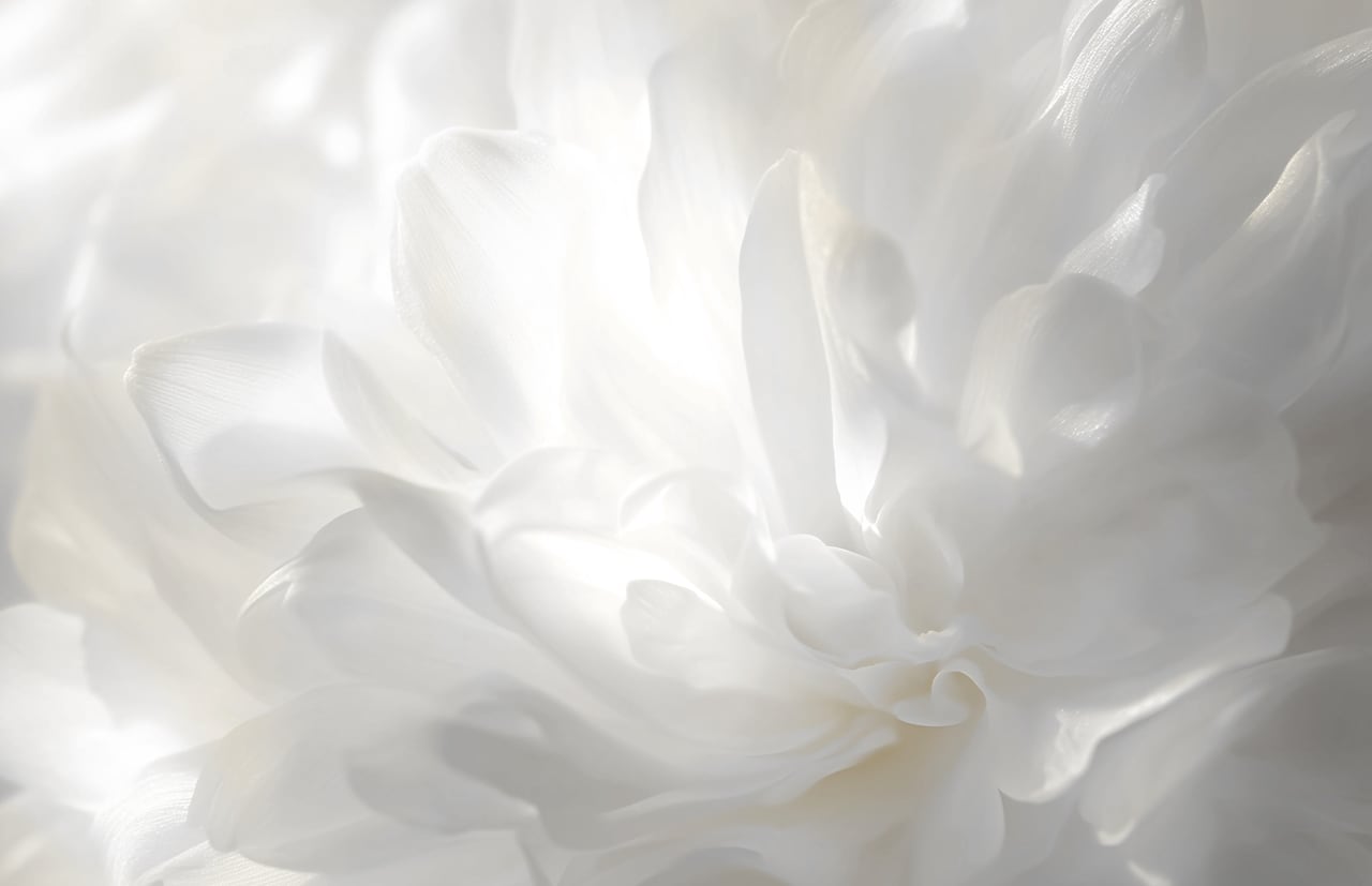 A close up of a white flower