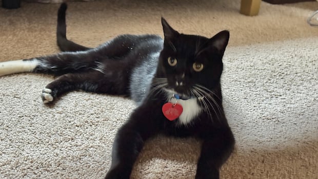 Lost for 5 months in the Northern Rockies, this cat is heading home to Oklahoma for Christmas