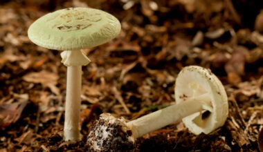 One dead, several hospitalized after eating wild mushrooms in Calif.
